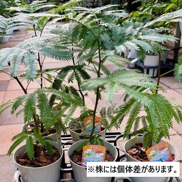 観葉植物：エバーフレッシュ*5号プラポット ネムノキ ねむの木 | 観葉