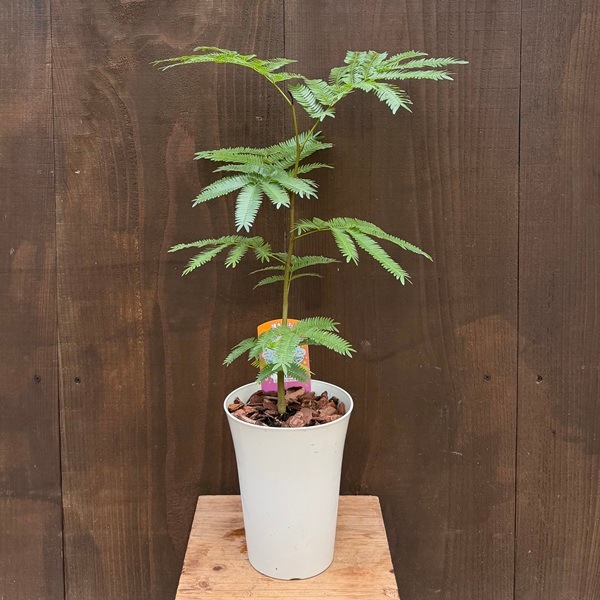 観葉植物：エバーフレッシュ*5号プラポット ネムノキ ねむの木 | 観葉