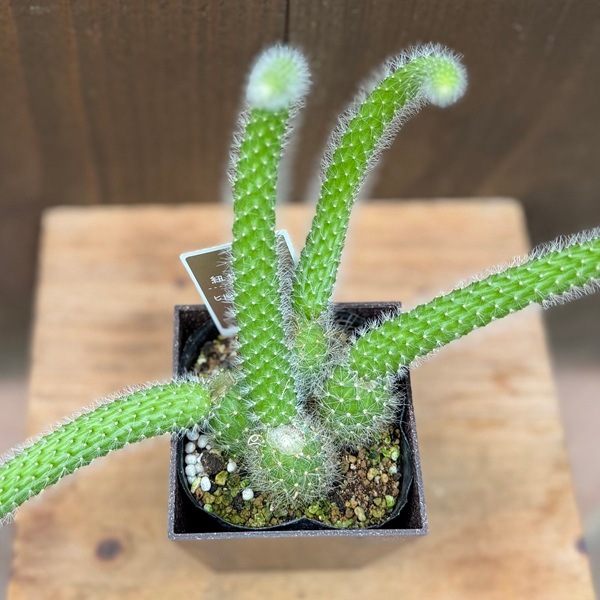 観葉植物 希少 サボテン：ヒモサボテン ヒルデウィンテラ エコポット
