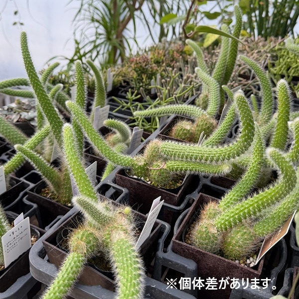 観葉植物 希少 サボテン：ヒモサボテン ヒルデウィンテラ エコポット