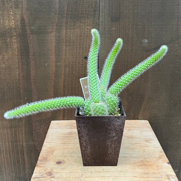 サボテン YHM 楽天市場】「サボテン 寄せ植え」プチギフト ママ友 陶器鉢 鉢付