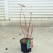 ���ڡ����ڡ�����̥�����С��ߥ饯�롡6��ݥå�*�����󥴥ߥ����������껹��ߥ�����