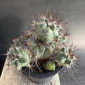 ���ܥƥ󡧥���Υ������� �����*��5cm�����ʡ����ʸ¤�