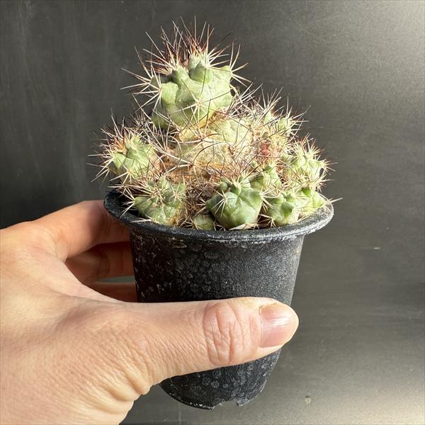 サボテン：ギムノカクタス 黒槍丸*幅5cm 現品！一品限り | サボテン