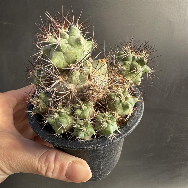 サボテン：ギムノカクタス 黒槍丸*幅5cm 現品！一品限り | サボテン