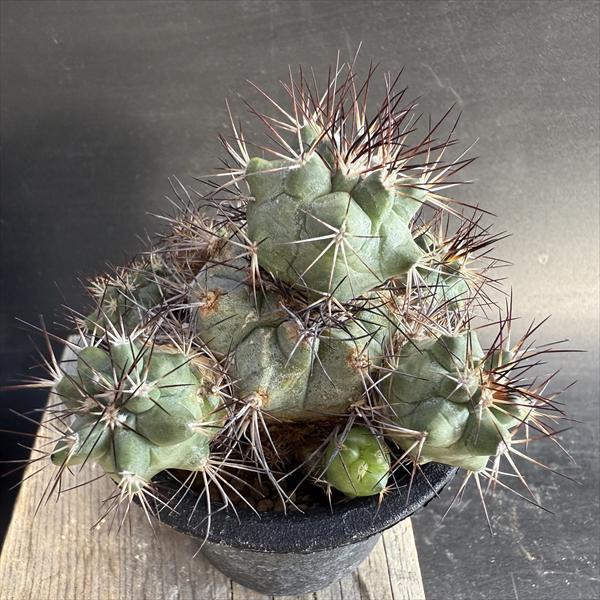 サボテン：ギムノカクタス 黒槍丸*幅5cm 現品！一品限り | サボテン