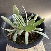 �����ǥå��������ȥ�ʡ���ȥ��륵*����9��������־����������ʡ����ʸ¤�