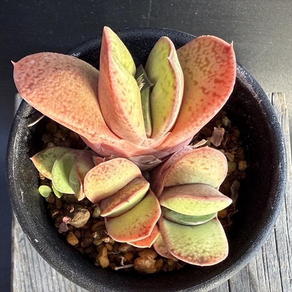 多肉植物：ガステリア 達磨臥牛（だるまがぎゅう）*幅5.5cm
