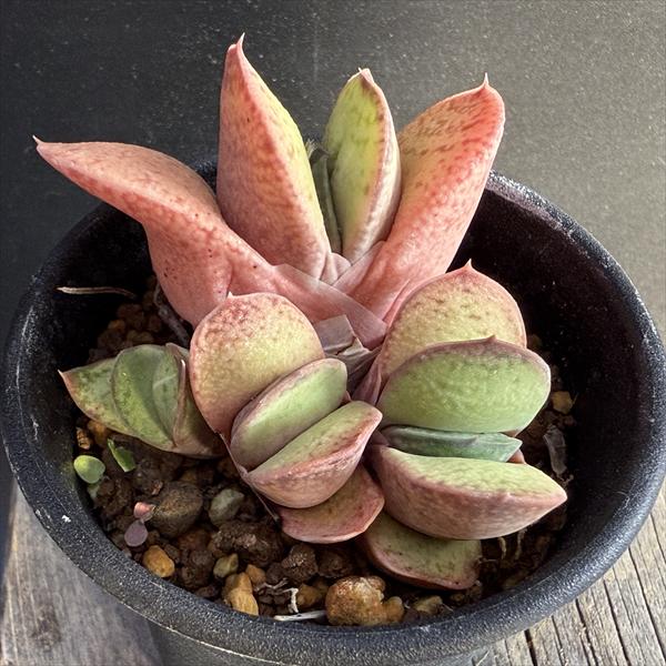 多肉植物：ガステリア 達磨臥牛（だるまがぎゅう）*幅5.5cm