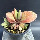 ¿����ʪ�������ƥꥢ��ã�����ӡʤ���ޤ����夦�ˤ�����*��8.5��������ʡ����ʸ¤�