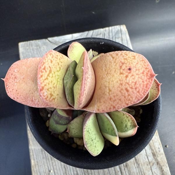 多肉植物：ガステリア 達磨臥牛錦（だるまがぎゅうにしき）*幅8cm