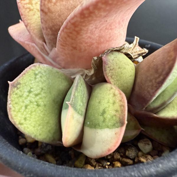 多肉植物：ガステリア 達磨臥牛錦（だるまがぎゅうにしき）*幅8cm