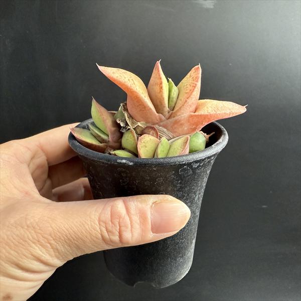 多肉植物：ガステリア 達磨臥牛錦（だるまがぎゅうにしき）*幅8cm