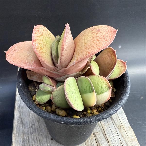 多肉植物：ガステリア 達磨臥牛錦（だるまがぎゅうにしき）*幅8cm
