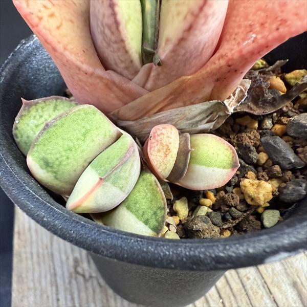 多肉植物：ガステリア 達磨臥牛錦（だるまがぎゅうにしき）*幅6cm