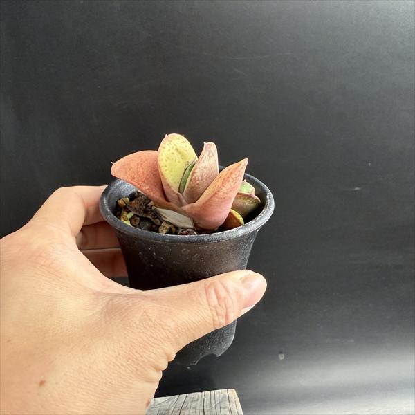 多肉植物：ガステリア 達磨臥牛錦（だるまがぎゅうにしき）*幅6cm