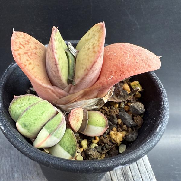 多肉植物：ガステリア 達磨臥牛錦（だるまがぎゅうにしき）*幅6cm