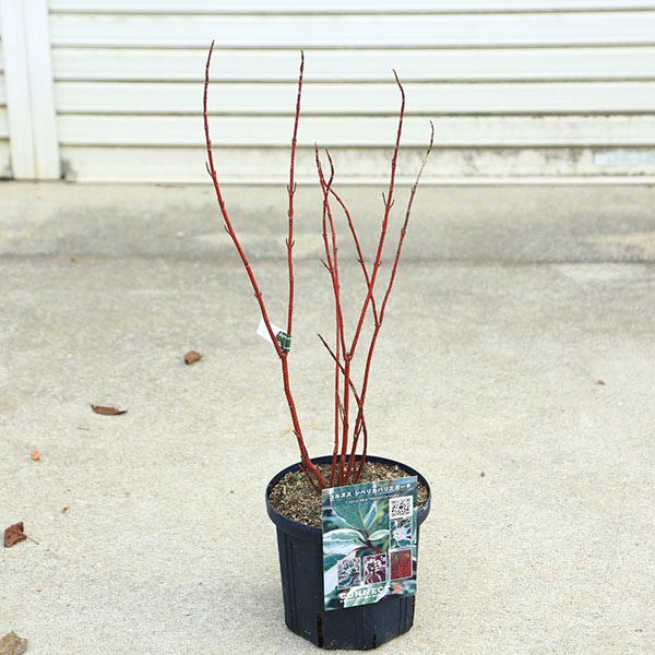 ���ڡ����ڡ�����̥�����С����٥ꥫ�Хꥨ��������6��ݥå�*�����󥴥ߥ����������껹��ߥ�����