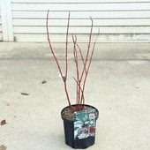 ���ڡ����ڡ�����̥�����С����٥ꥫ�Хꥨ��������6��ݥå�*�����󥴥ߥ����������껹��ߥ�����