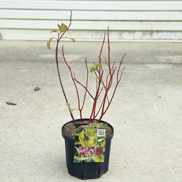 ���ڡ����ڡ�����̥�����С����������ƥ�����6��ݥå�*�����󥴥ߥ����������껹��ߥ�����