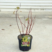 ���ڡ����ڡ�����̥�����С����������ƥ�����6��ݥå�*�����󥴥ߥ����������껹��ߥ�����