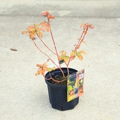 ���ڡ����ڡ�����̥����󥮥ͥ�   �����󥿡��ӥ塼�ƥ�����6��ݥå�*�����󥴥ߥ����������껹��ߥ�����