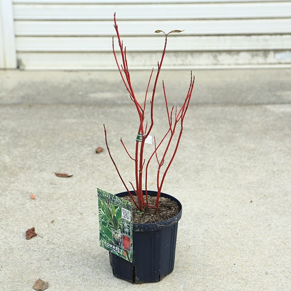 ���ڡ����ڡ�����̥�����С����쥬��ƥ��ޡʥ��쥬��ƥ����ޡˡ�6��ݥå�*�����󥴥ߥ����������껹��ߥ�����