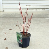 ���ڡ����ڡ�����̥�����С����쥬��ƥ��ޡʥ��쥬��ƥ����ޡˡ�6��ݥå�*�����󥴥ߥ����������껹��ߥ�����