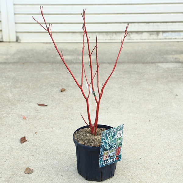 ���ڡ����ڡ�����̥�����С������ܥ꡼�ϥ�����6��ݥå�*�����󥴥ߥ����������껹��ߥ�����