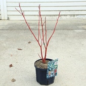 ���ڡ����ڡ�����̥�����С������ܥ꡼�ϥ�����6��ݥå�*�����󥴥ߥ����������껹��ߥ�����