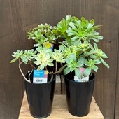 ������� ���տ�ʪ�����٤륢�����˥���*������ ������ �ޤ����ˡ�� �����Υ�ǥ�