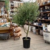 �������� ���� ���տ�ʪ�����꡼�֡ʥ��ץ�å����Ρ˶���  SOUJU �ϼ�*�¿���10��ݥåȿ��� ����150��� ���ʸ¤�2�� �������