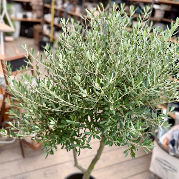 特選庭木 植木 観葉植物：オリーブ（シプレッシーノ）極太 SOUJU 創樹
