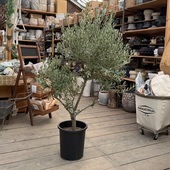 �������� ���� ���տ�ʪ�����꡼�֡ʥ��ץ�å����Ρ˶���  SOUJU �ϼ�*�¿���9��ݥåȿ��� ����140��� ���ʸ¤�2�� �������