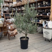 �������� ���� ���տ�ʪ�����꡼�֡ʥ��ץ�å����Ρ˶���  SOUJU �ϼ�*�¿���9��ݥåȿ��� ����140��� ���ʸ¤�3�� �������