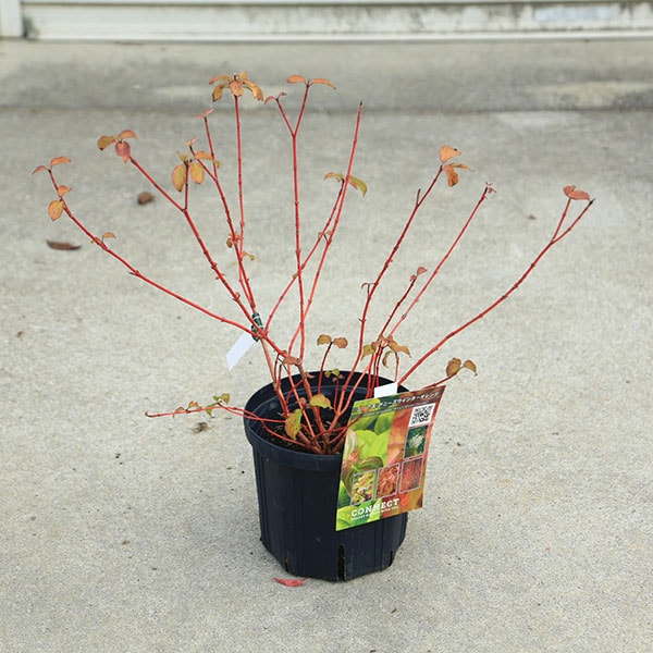 ���ڡ����ڡ�����̥�����С����ˡ��������󥿡�����󥸡�6��ݥå�*�����󥴥ߥ����������껹��ߥ�����