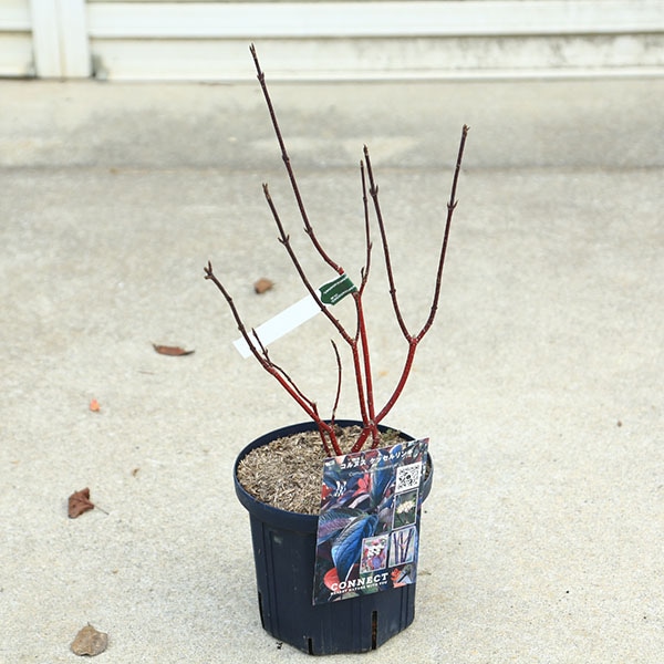 ���ڡ����ڡ�����̥�����С����å����󥮡���6��ݥå�*�����󥴥ߥ����������껹��ߥ�����