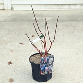 ���ڡ����ڡ�����̥�����С����å����󥮡���6��ݥå�*�����󥴥ߥ����������껹��ߥ�����