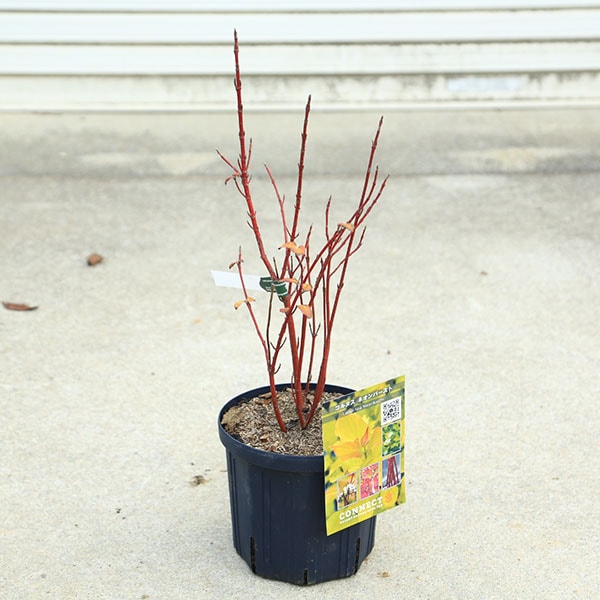 ���ڡ����ڡ�����̥�����С��ͥ���С����ȡ�6��ݥå�*�����󥴥ߥ����������껹��ߥ�����