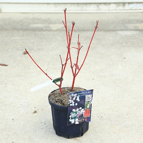 ���ڡ����ڡ�����̥�����С����٥ꥢ��ѡ��륺��6��ݥå�*�����󥴥ߥ����������껹��ߥ�����