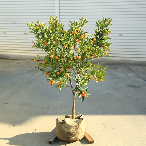 庭木 植木 果樹 苗木：キンカン（金柑）大株 樹高：100cm 現品限り