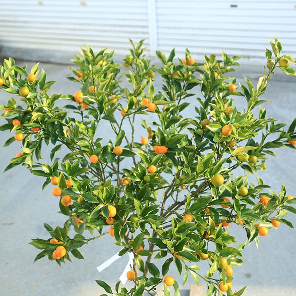 庭木 植木 果樹 苗木：キンカン（金柑）大株 樹高：100cm 現品限り
