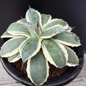 ¿����ʪ�������١���ꥳ�ӡ����꡼�ॹ�ѥ���*��14��������ʡ����ʸ¤�