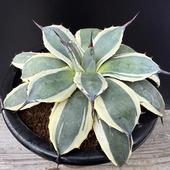 ¿����ʪ�������١���ꥳ�ӡ����꡼�ॹ�ѥ���*��15��������ʡ����ʸ¤�