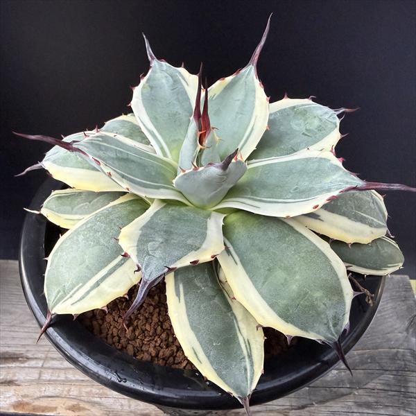多肉植物：アガベ メリコ錦 クリームスパイク*幅14cm 現品！一品限り