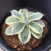 ¿����ʪ�������١���ꥳ�ӡ����꡼�ॹ�ѥ���*��11��������ʡ����ʸ¤�