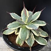 ¿����ʪ�������١���ꥳ�ӡ����꡼�ॹ�ѥ���*��17��������ʡ����ʸ¤�