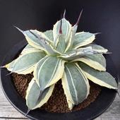 ¿����ʪ�������١���ꥳ�ӡ����꡼�ॹ�ѥ���*��17��������ʡ����ʸ¤�