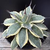 ¿����ʪ�������١���ꥳ�ӡ����꡼�ॹ�ѥ���*��19��������ʡ����ʸ¤�