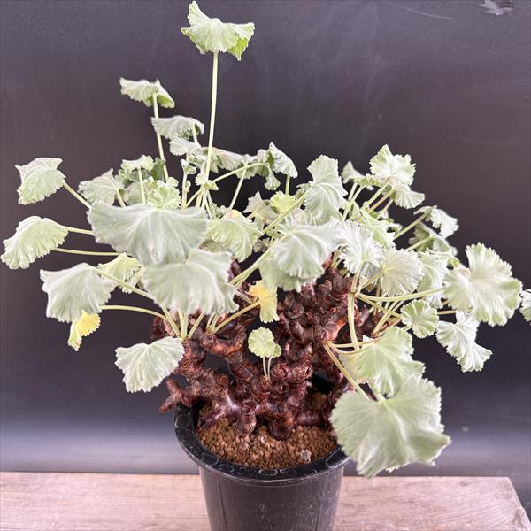 ☆特価☆コーデックス：ペラルゴニウム ミラビレ 発根済*幅23cm 現品